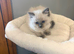 blue face ragdoll kittens pure breed)