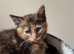 4 gorgeous marked kittens