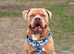 4 Year Old American Bulldog