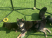 Champion line female Shiba Inu puppy
