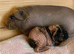 Skinny and Funky haired guinea pigs now available to reserve