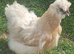 Unrelated pair of silkies