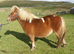 Registered standard shetland