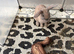 Rabbits for sale lion head