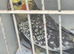 Pair of pearled split fallow cockatiels