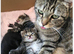 2 kittens