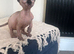 *REDUCED* Canadian Sphynx girl