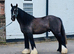 13.3/14hh - George  Rising 4year old still growing