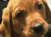Fox red lab last big boy