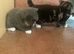 Ready now! Beautiful part pedigree kittens