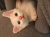 Turkish Angora cross, 6 x Kittens, reserve your own kitten now. Ready to go in 10 days