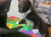 5 kittens for sale