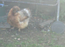 Two hens