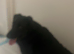 Crossbreed lab crossed collie