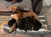 Rhodesian ridgeback cross