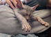 Lykoi Kitten