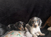 Registered miniature dachshund