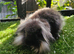 Sable single mane mini lion lop boy