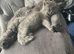 British longhair kittens