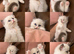Ragdoll female bicolour