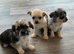 Cute puppys