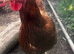 2 Colombian black tail hens