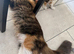 TORTOISESHELL MAINE COON X KITTENS