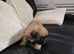 Puppies for sale