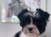 Beautiful small Biewer Yorkshire Terrier Pedigree