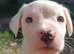 Staffy x collie x cockerpoo