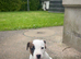 Parson russel pups