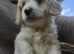 Cavapoo poo's