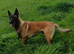 Belgian malinios ikc reg