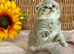 CUTEST SCOTTISH/BSH KITTENS (READY 17TH JULY)