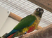 Conure