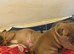 Female staffy 3 months