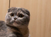 Scottish fold kittens
