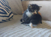 Beautiful fluffy kittens