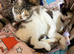 3 year old ragdoll cross female