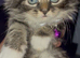 Maine coon and tabby kitten