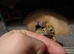 4 year old Leopard Gecko looking for a new home
