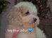 Cavapoochon