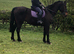 Dutch warmblood companion .. light hack