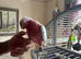 Lutino Galah cockatoo female