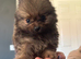 NOW REDUCED by £300 Beautiful Tcup teddy faced Pomeranian puppies
