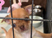 Chihuahua puppies