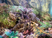 adult Brazilain pink birdeater tarantula And setup
