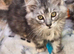 Maine Doll kittens Maine Coon x Ragdoll