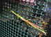5 x Malaysian Jewell Stick Insect Necroscia Annulipes Nymphs