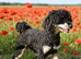 Black phantom toy poodle for stud